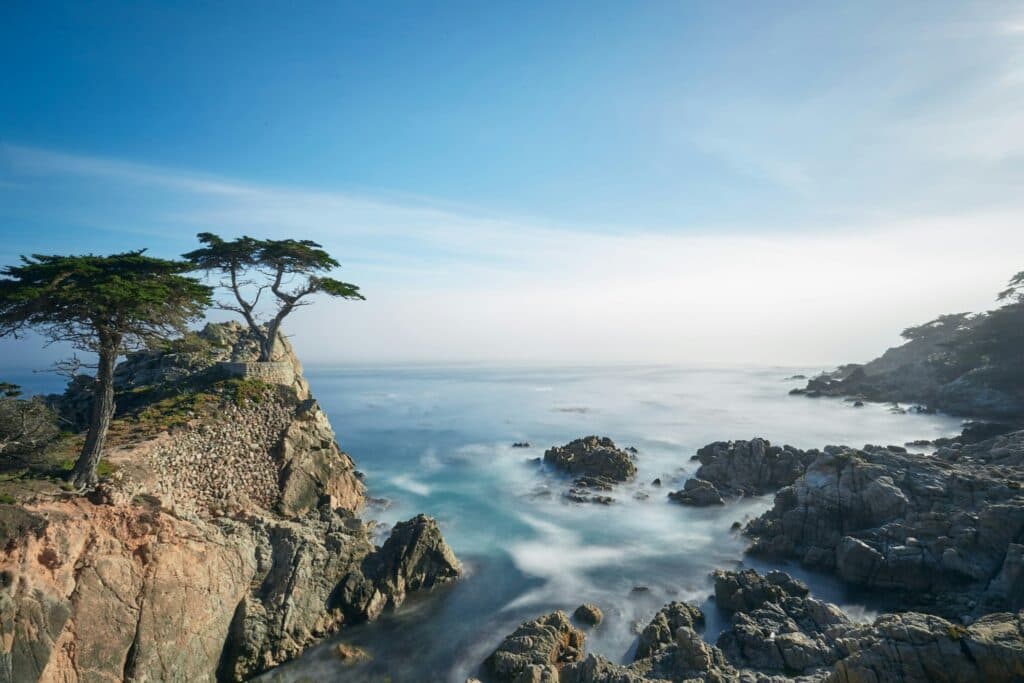 Lone Cypress