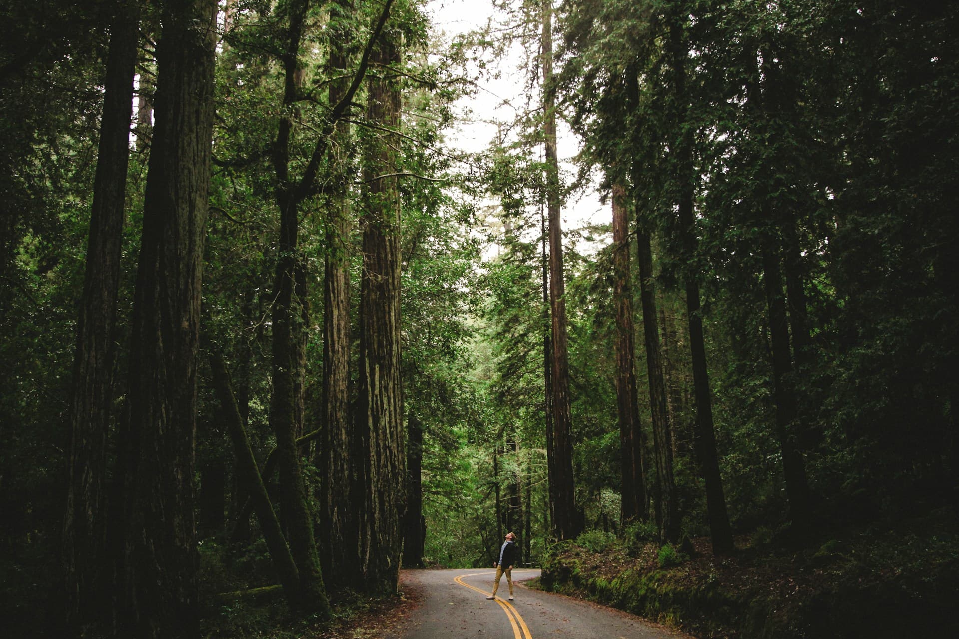 Big Basin Redwoods State Park