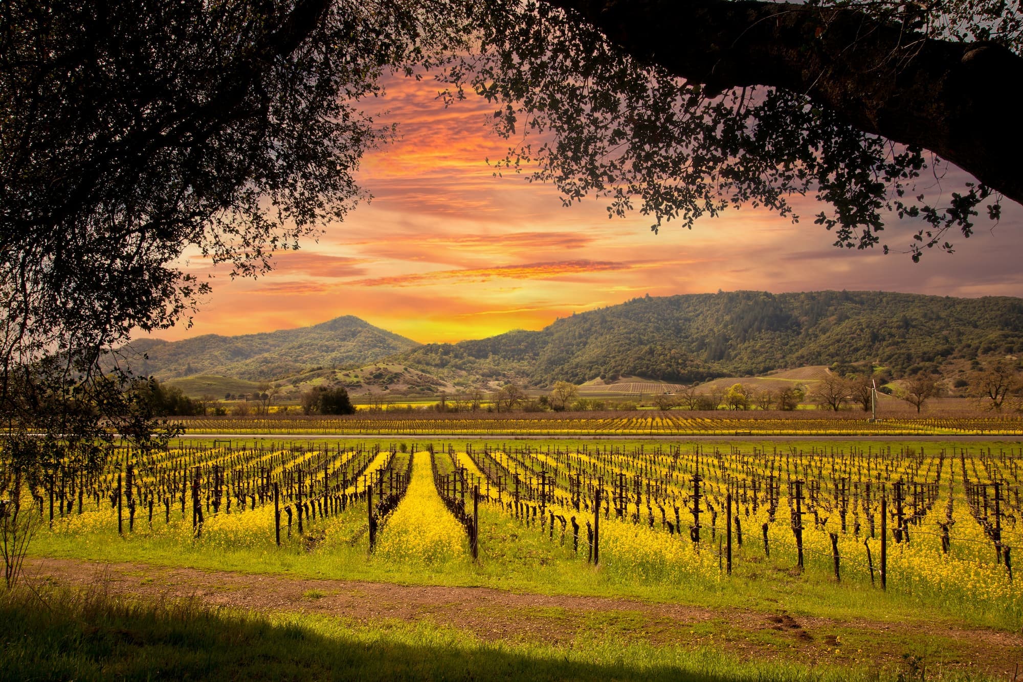 Wine Country