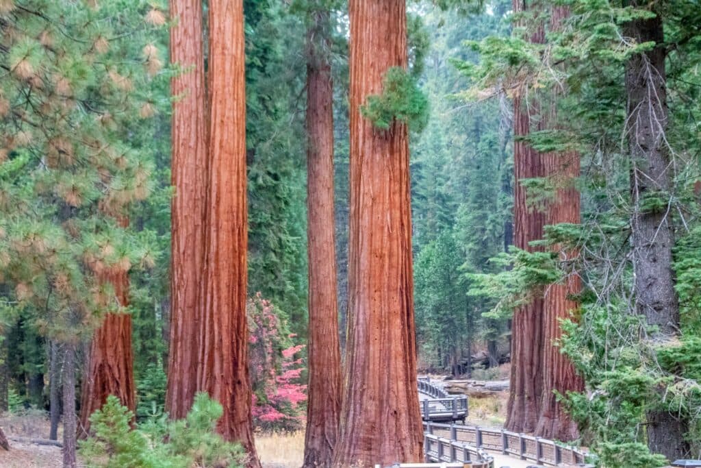 Mariposa Grove